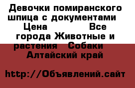 Девочки помиранского шпица с документами › Цена ­ 23 000 - Все города Животные и растения » Собаки   . Алтайский край